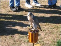 Raptor Center Exhibit